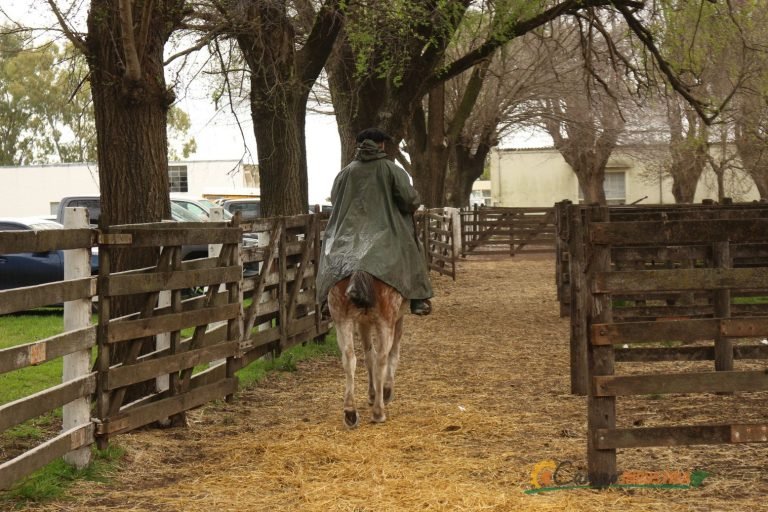 Resumen en fotos de nuestro emocionante Remate en la Pampa Húmeda del centro del País.