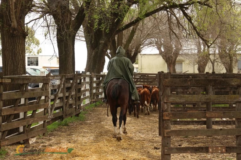 Resumen en fotos de nuestro emocionante Remate en la Pampa Húmeda del centro del País.