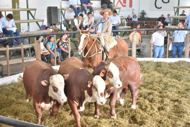 SUPERÓ EL MILLÓN DE PESOS EL PROMEDIO DE LOS TOROS BRAFORD REMATADOS EN BUENA ESPERANZA POR LA FIRMA MONDINO
