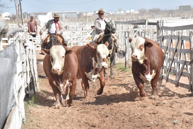 SUPERÓ EL MILLÓN DE PESOS EL PROMEDIO DE LOS TOROS BRAFORD REMATADOS EN BUENA ESPERANZA POR LA FIRMA MONDINO