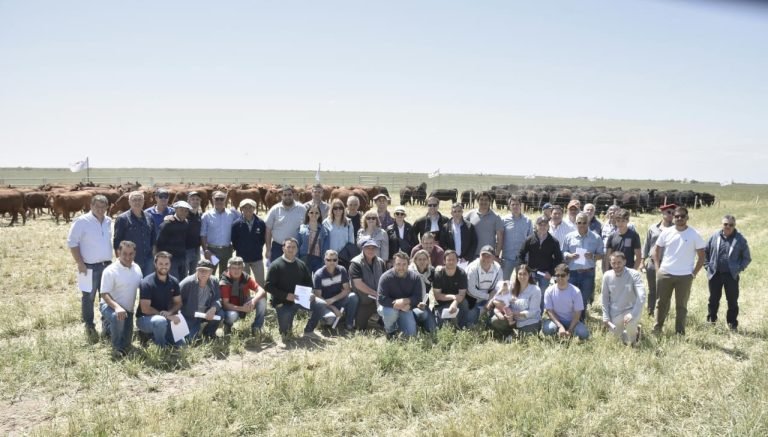 CON MÁS DE 500 REPRODUCTORES, LLEGA LA 10º SUBASTA GANADERA LOS ALFREDOS DE LA MANO DE ALFREDO S. MONDINO