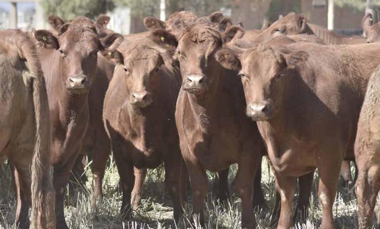 CON MÁS DE 500 REPRODUCTORES, LLEGA LA 10º SUBASTA GANADERA LOS ALFREDOS DE LA MANO DE ALFREDO S. MONDINO