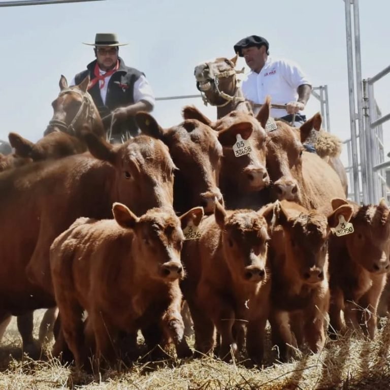 MONDINO LOGRÓ LOS PROMEDIOS MÁS ALTOS DEL AÑO EN EL REMATE DE CABAÑA LA PAZ DE WERTHEIN