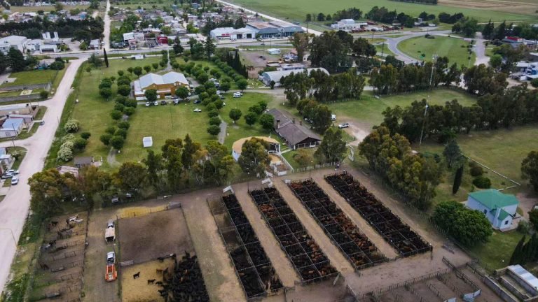CON 9.500 CABEZAS OFRECIDAS Y VENDIDAS, MONDINO LOGRÓ MUY BUENOS VALORES EN EL REMATE DE LA PAMPA HÚMEDA