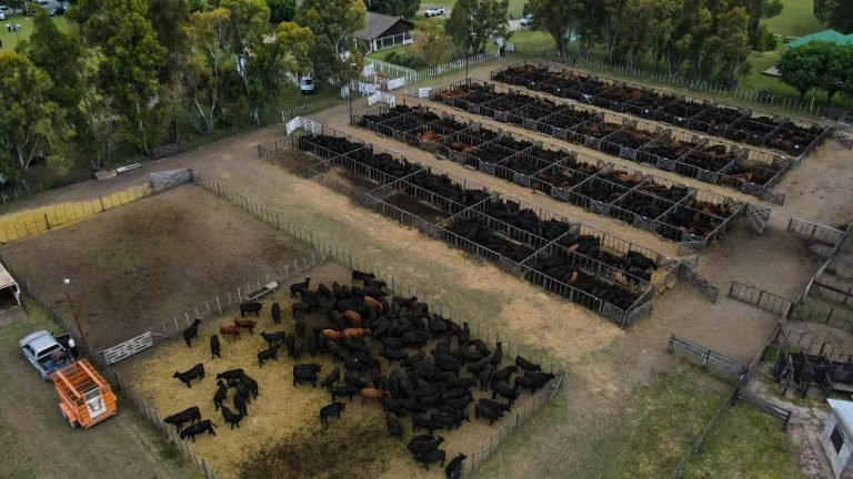 CON 9.500 CABEZAS OFRECIDAS Y VENDIDAS, MONDINO LOGRÓ MUY BUENOS VALORES EN EL REMATE DE LA PAMPA HÚMEDA