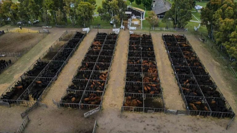 CON 9.500 CABEZAS OFRECIDAS Y VENDIDAS, MONDINO LOGRÓ MUY BUENOS VALORES EN EL REMATE DE LA PAMPA HÚMEDA