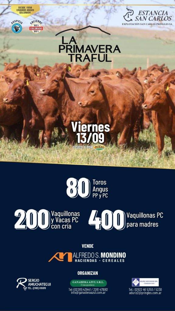 Angus de Pedigree y PC- LA PRIMAVERA TRAFUL