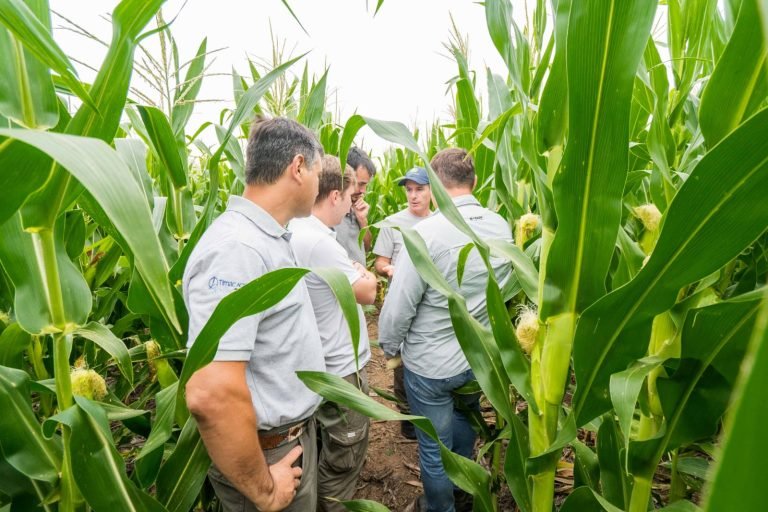 RECORRIDA A CAMPO | MAIZ BASF 7349