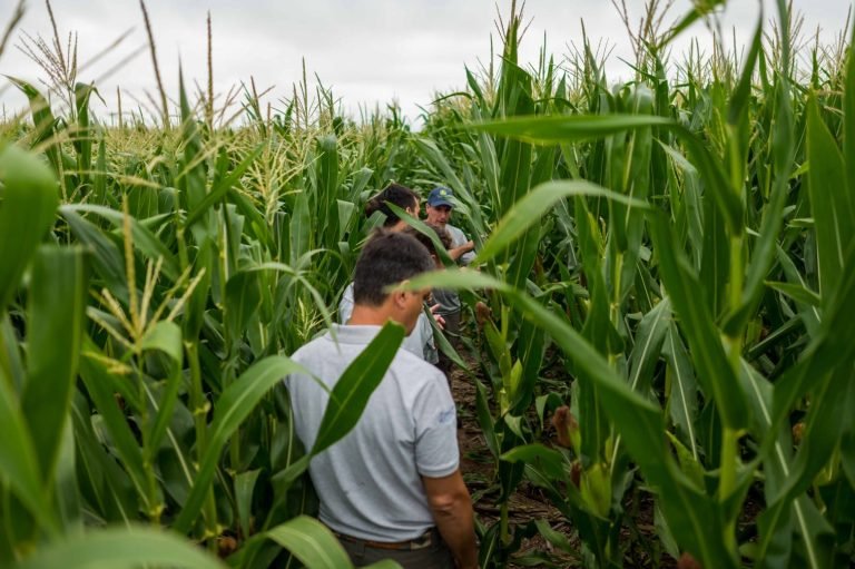 RECORRIDA A CAMPO | MAIZ BASF 7349