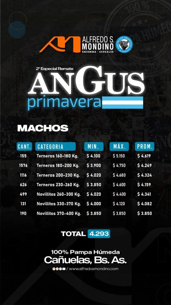 Resultado- Angus de Primavera-Machos