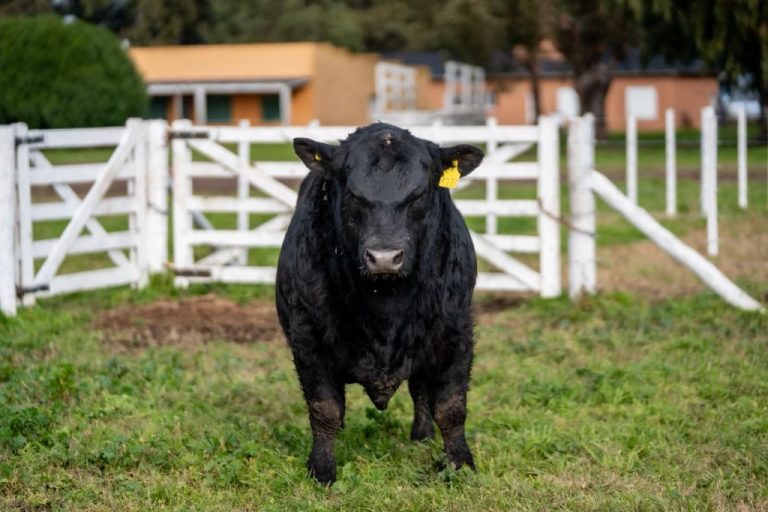 Día de Campo Rústicos Premium 2026