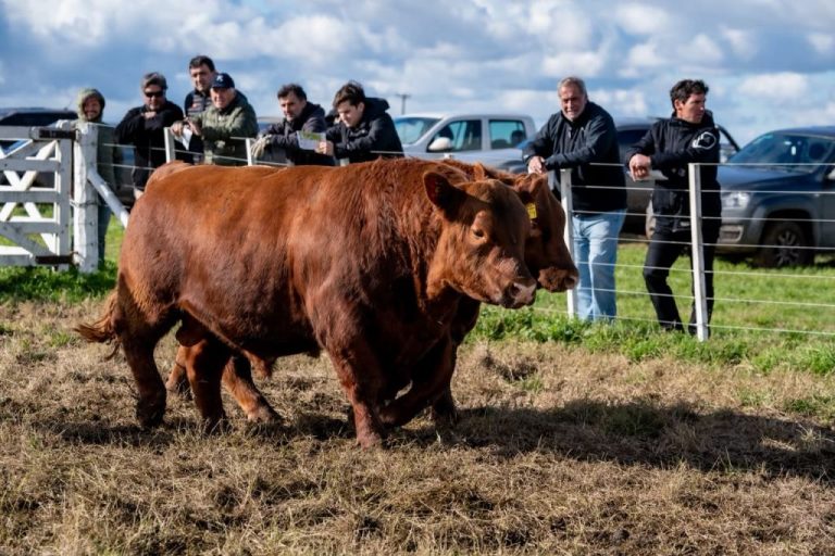Día de Campo Rústicos Premium 2026