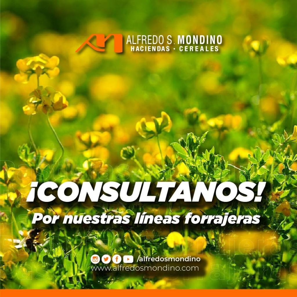 Consultar lineas forrajeras