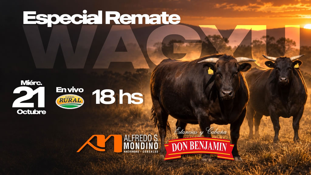 Especial Don Benjamín