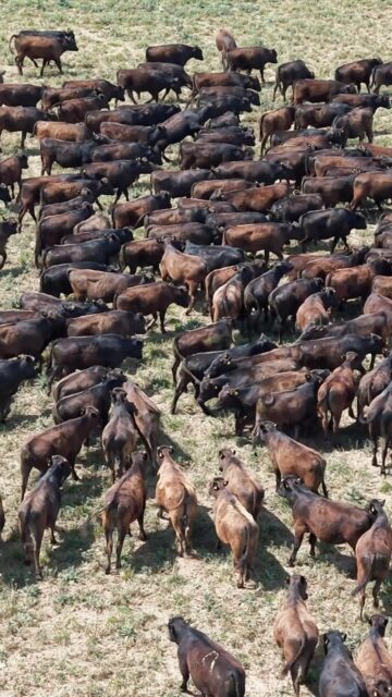 🐂 ¡DÍA DE CAMPO WAGYU! 📍 Estancia Morotí, Del Campillo, Córdoba En&hellip;