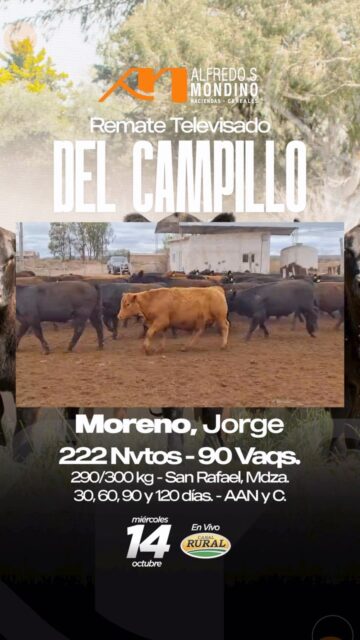 🇦🇷 ALFREDO S. MONDINO 🇦🇷 Del Campillo - Remate TV Lote Destacado:&hellip;