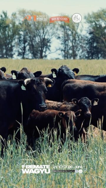 🐂 WAGYU: CALIDAD QUE MARCA LA DIFERENCIA El marmoleo es uno de&hellip;