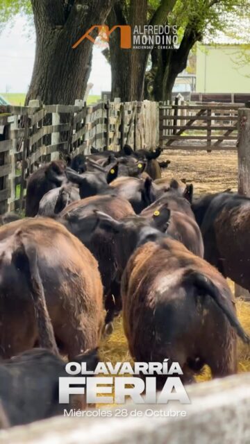 ¡GRACIAS, OLAVARRÍA! 🐂 En nuestra Feria Mensual de octubre, seguimos haciendo negocios&hellip;