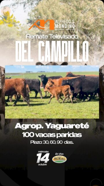 🇦🇷 ALFREDO S. MONDINO 🇦🇷 Del Campillo - Remate TV Lote Destacado:&hellip;