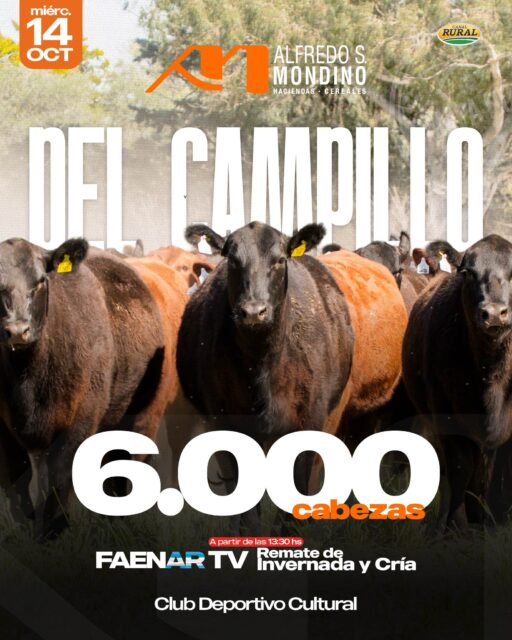 ¡DEL CAMPILLO, NOS VEMOS ESTE MIÉRCOLES! 🔨🇦🇷 El 14 de octubre nos&hellip;
