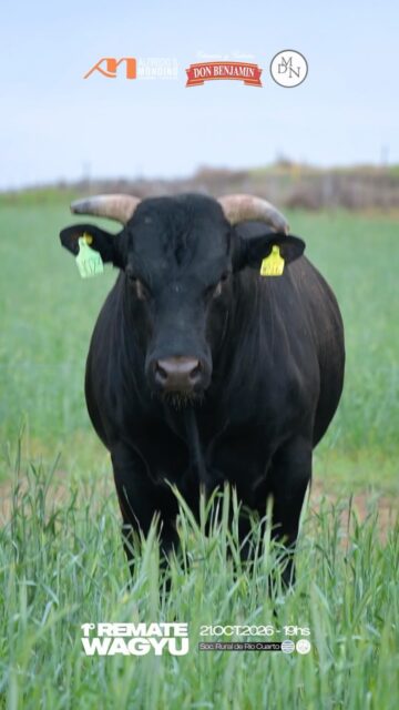 🇦🇷 ALFREDO S. MONDINO 🇦🇷 1.er Remate Wagyu en Argentina ¡Un orgullo&hellip;