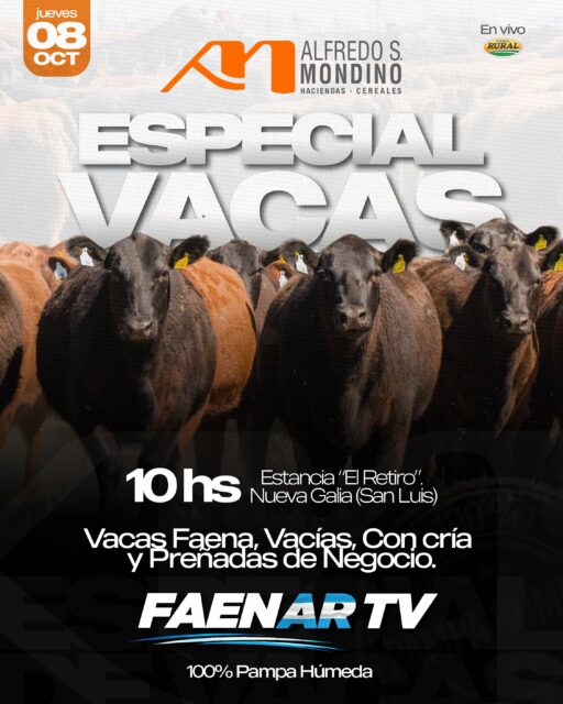 ESPECIAL DE VACAS Faenar TV 🇦🇷 2.500 cabezas. Jueves 08 de octubre.&hellip;